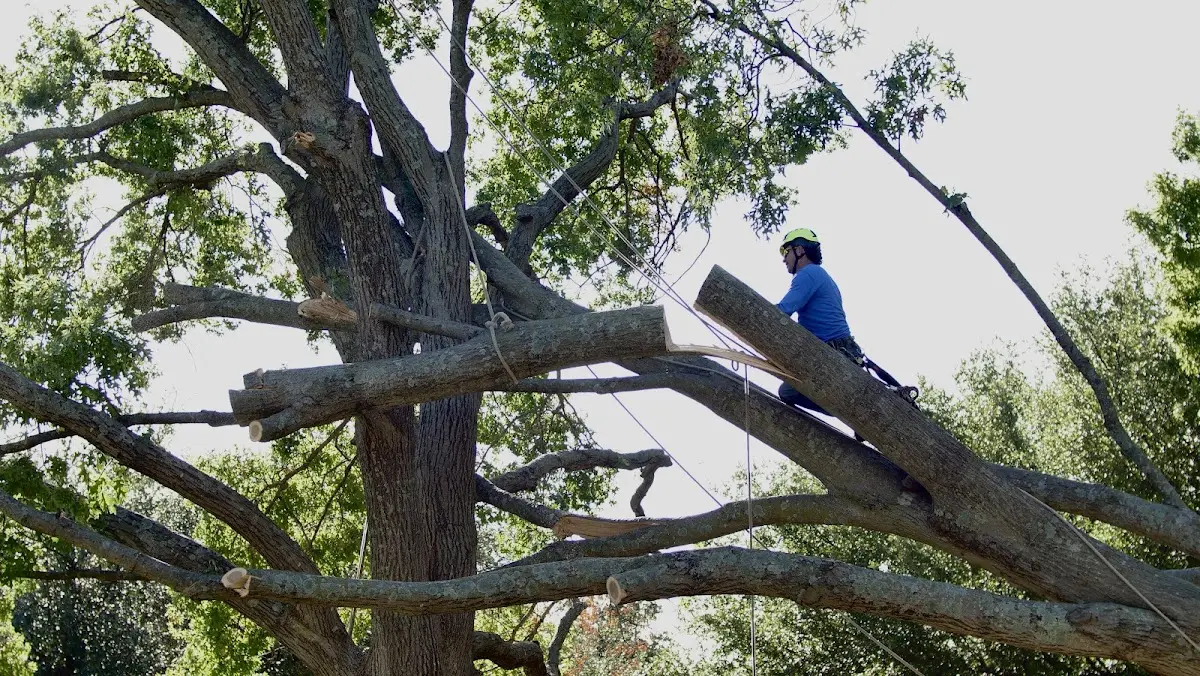 Professional Hazardous Tree Removal performed by certified arborists in Roachdale